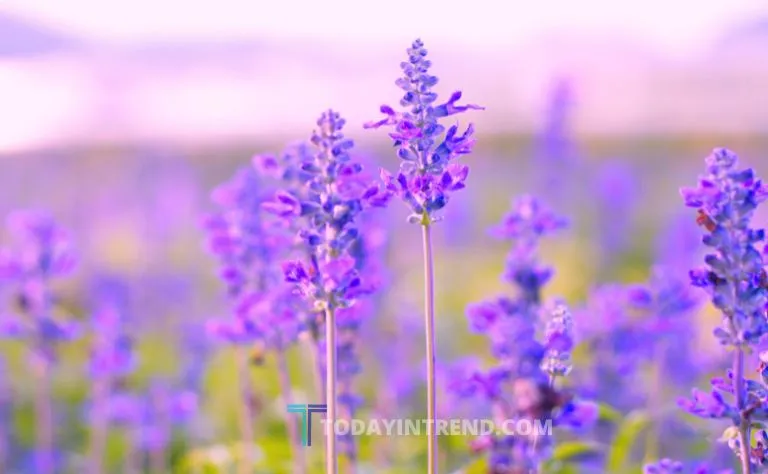 Salvia divinorum plant leaves, illustrating California salvia law