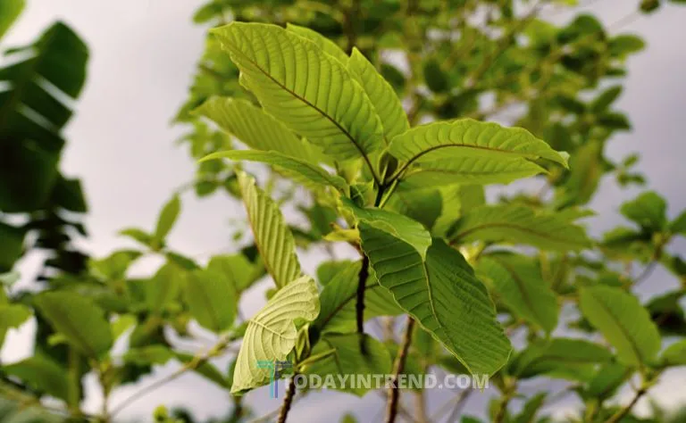 Green kratom leaves and ground kratom powder